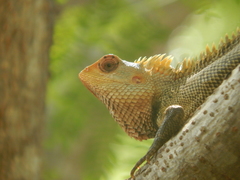 Calotes versicolor