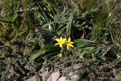 Hypoxis stellipilis