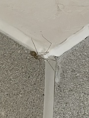 Pholcus phalangioides