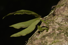 Sarcochilus falcatus