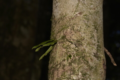 Sarcochilus falcatus