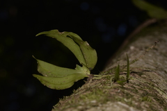 Sarcochilus falcatus