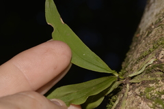 Sarcochilus falcatus