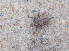 Naupactus leucoloma