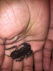 Semnodactylus wealii