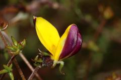 Aspalathus retroflexa bicolor