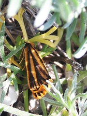 Setina aurita