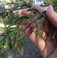 Acacia fimbriata