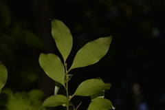 Cryptocarya meisneriana