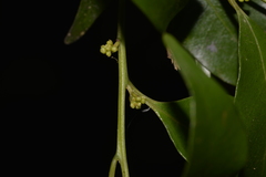 Cryptocarya meisneriana