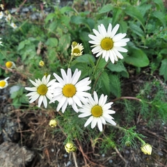 Tripleurospermum inodorum