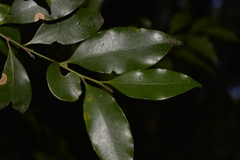 Cryptocarya meisneriana