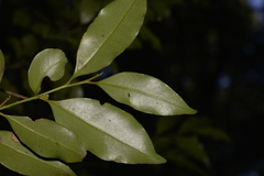 Cryptocarya meisneriana