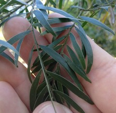 Acacia fimbriata