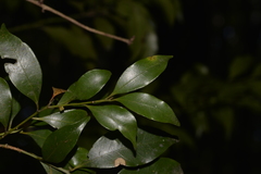 Cryptocarya meisneriana