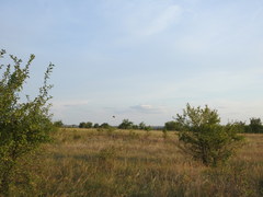 Perdix perdix