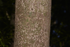 Cryptocarya meisneriana