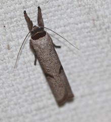 Pilostibes stigmatias