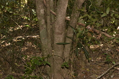 Cryptocarya meisneriana