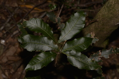 Alectryon subcinereus