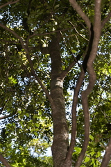 Cryptocarya meisneriana