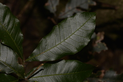 Alectryon subcinereus