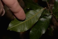 Alectryon subcinereus