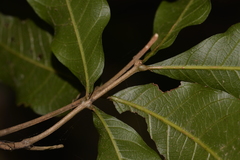 Alectryon subcinereus