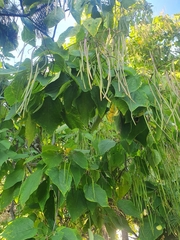 Catalpa