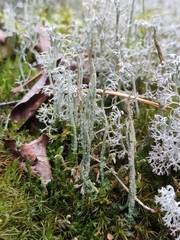 Cladonia subulata