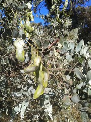 Acacia podalyriifolia