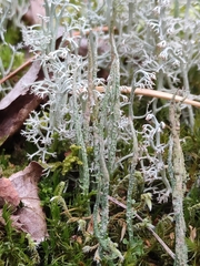 Cladonia subulata