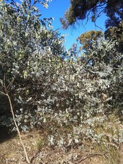 Acacia podalyriifolia