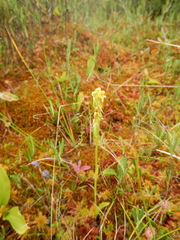 Platanthera tipuloides