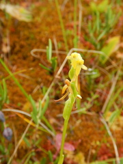 Platanthera tipuloides