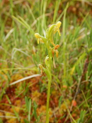 Platanthera tipuloides