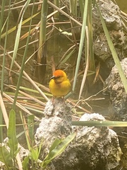Ploceus bojeri