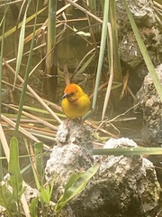 Ploceus bojeri