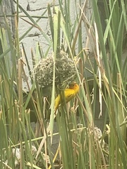 Ploceus bojeri