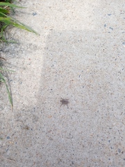 Naupactus leucoloma