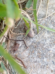 Naupactus leucoloma