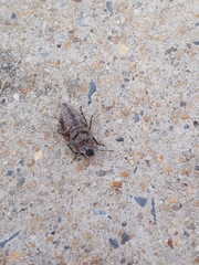 Naupactus leucoloma