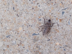 Naupactus leucoloma