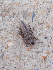 Naupactus leucoloma