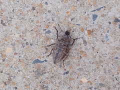 Naupactus leucoloma