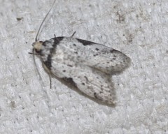 Philobota transversella