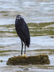 Egretta garzetta dimorpha