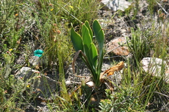 Cyrtanthus obliquus