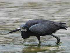 Egretta garzetta dimorpha