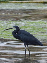 Egretta garzetta dimorpha